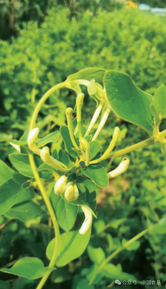 忍冬：中药中的青霉素